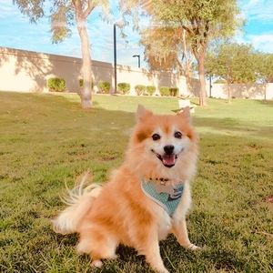 Meet your Posher, Posh